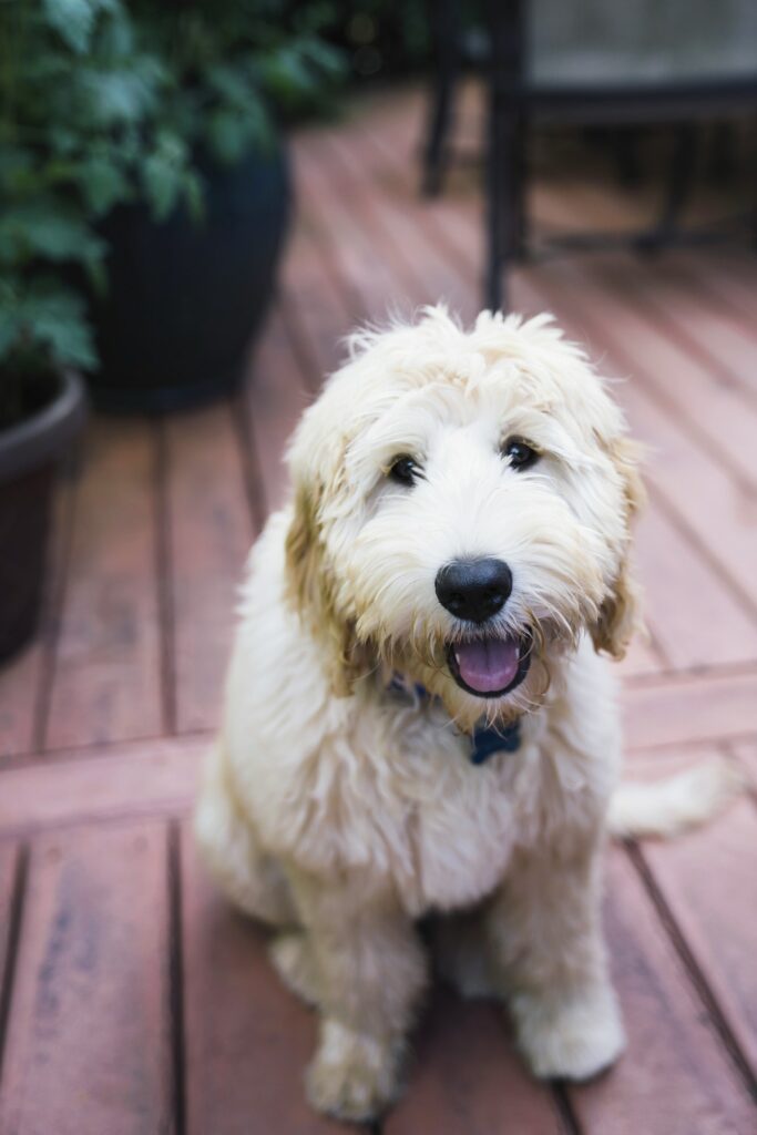 Labradoodle puppy on porch